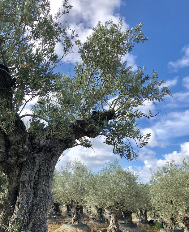 暮らしにオリーブを