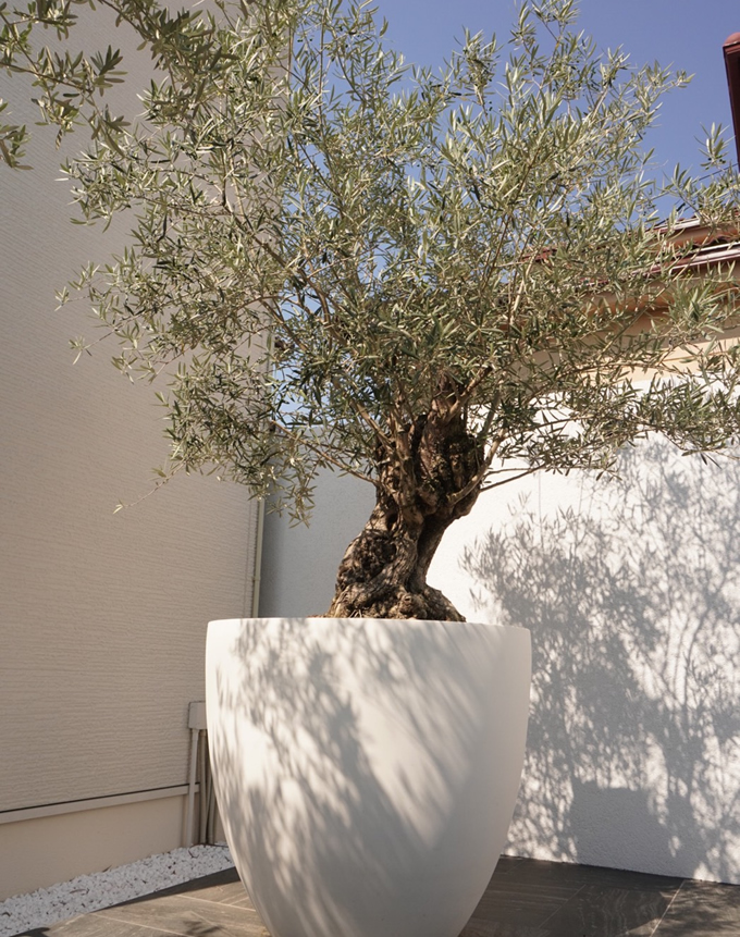 こだわりのオリーブの木