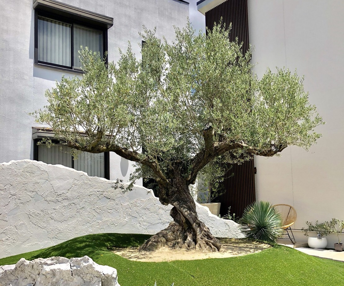 Olives For Life 暮らしにオリーブを