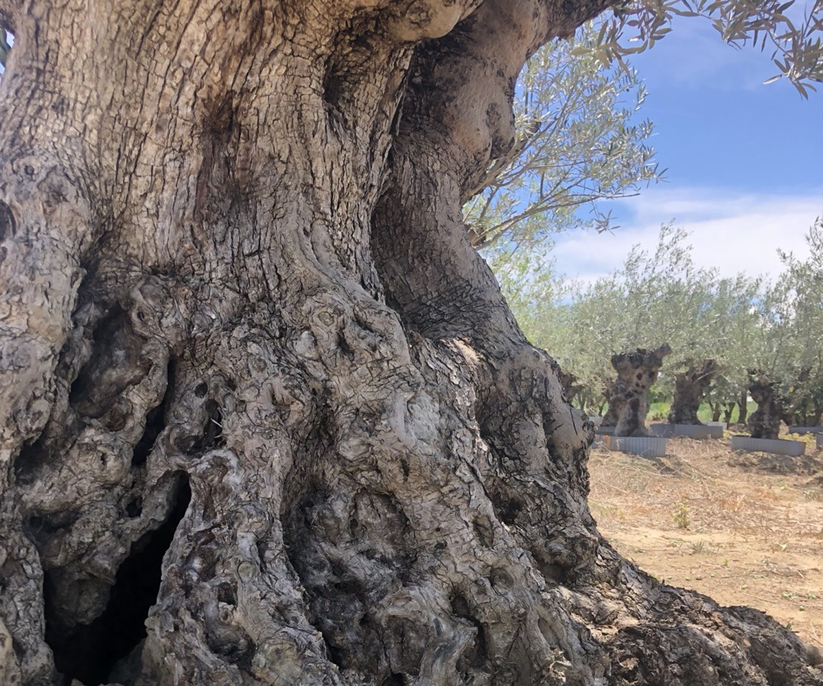 Olives For Life 暮らしにオリーブを