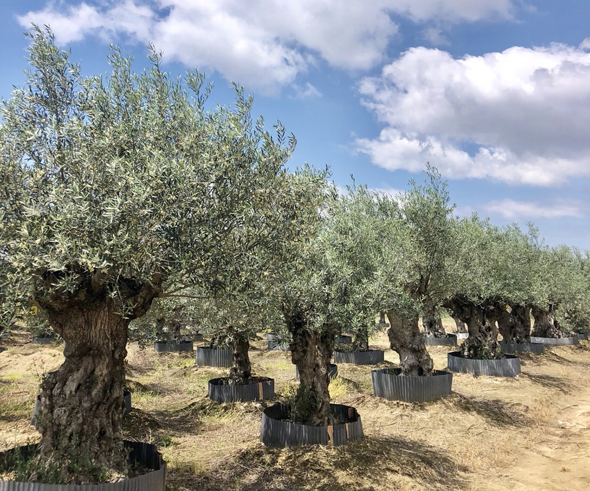 Olives For Life 暮らしにオリーブを