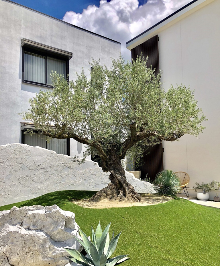 Olives For Life 暮らしにオリーブを