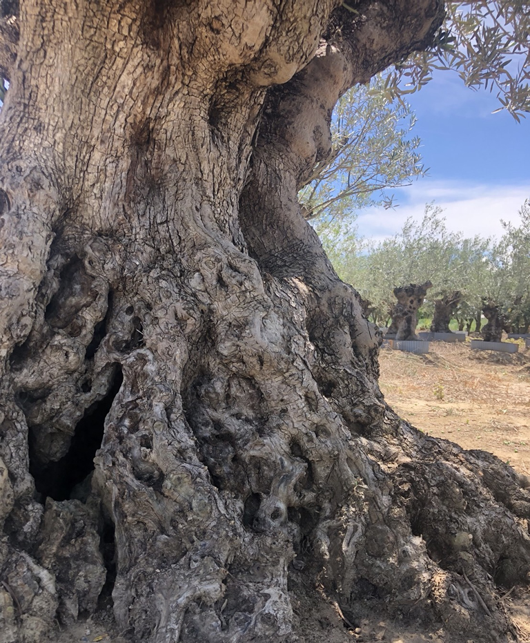 Olives For Life 暮らしにオリーブを