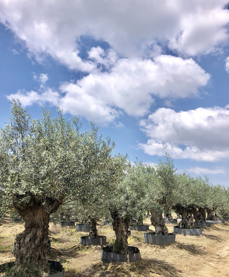 Olives For Life 暮らしにオリーブを